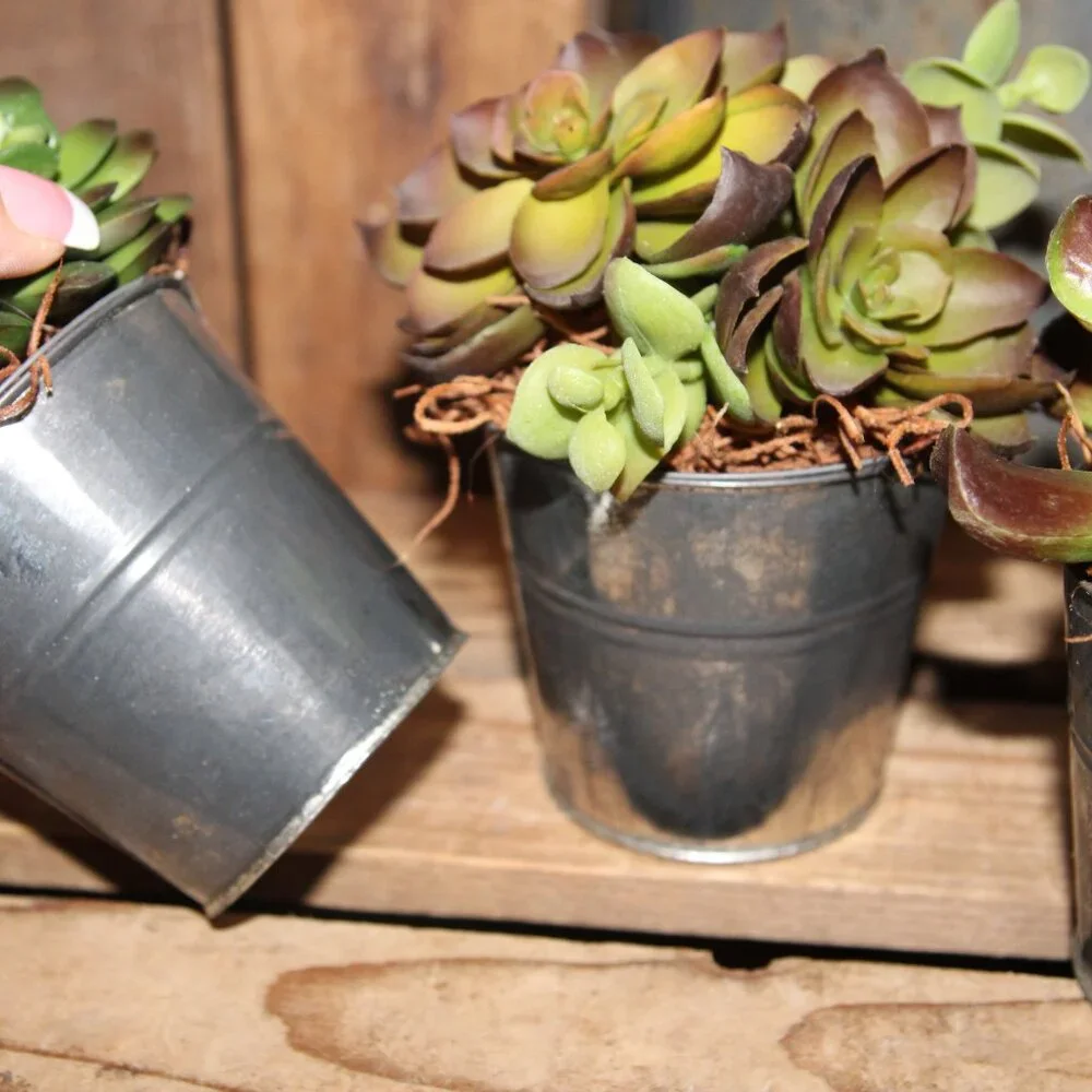 3 Rustic French Country Farmhouse Succulents in Weathered Aged Metal Buckets